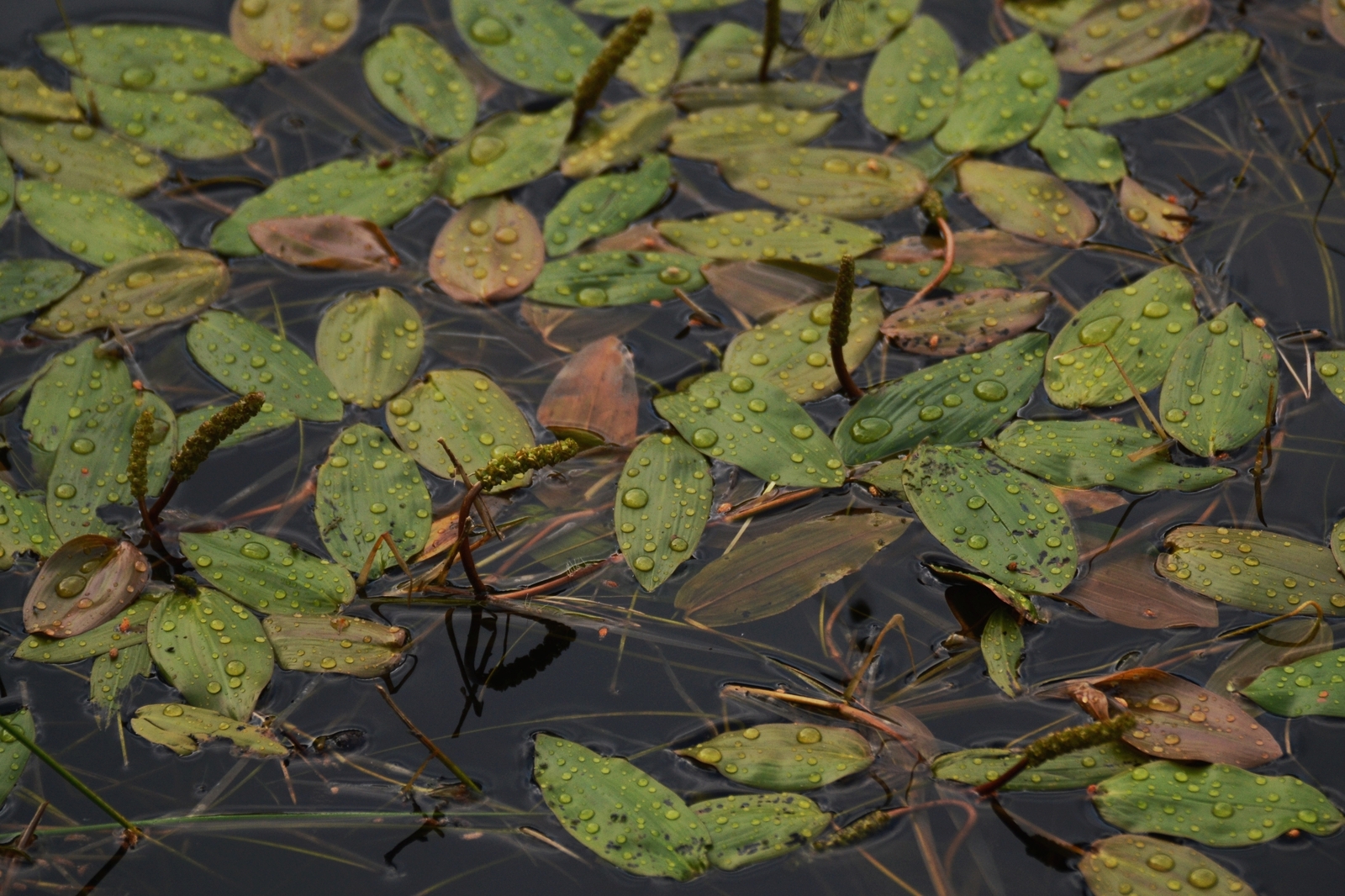 Nature of Belarus - My, The photo, A selection, Nature, Nikon, Nikon d3100, Republic of Belarus, Forest, Flowers, Longpost