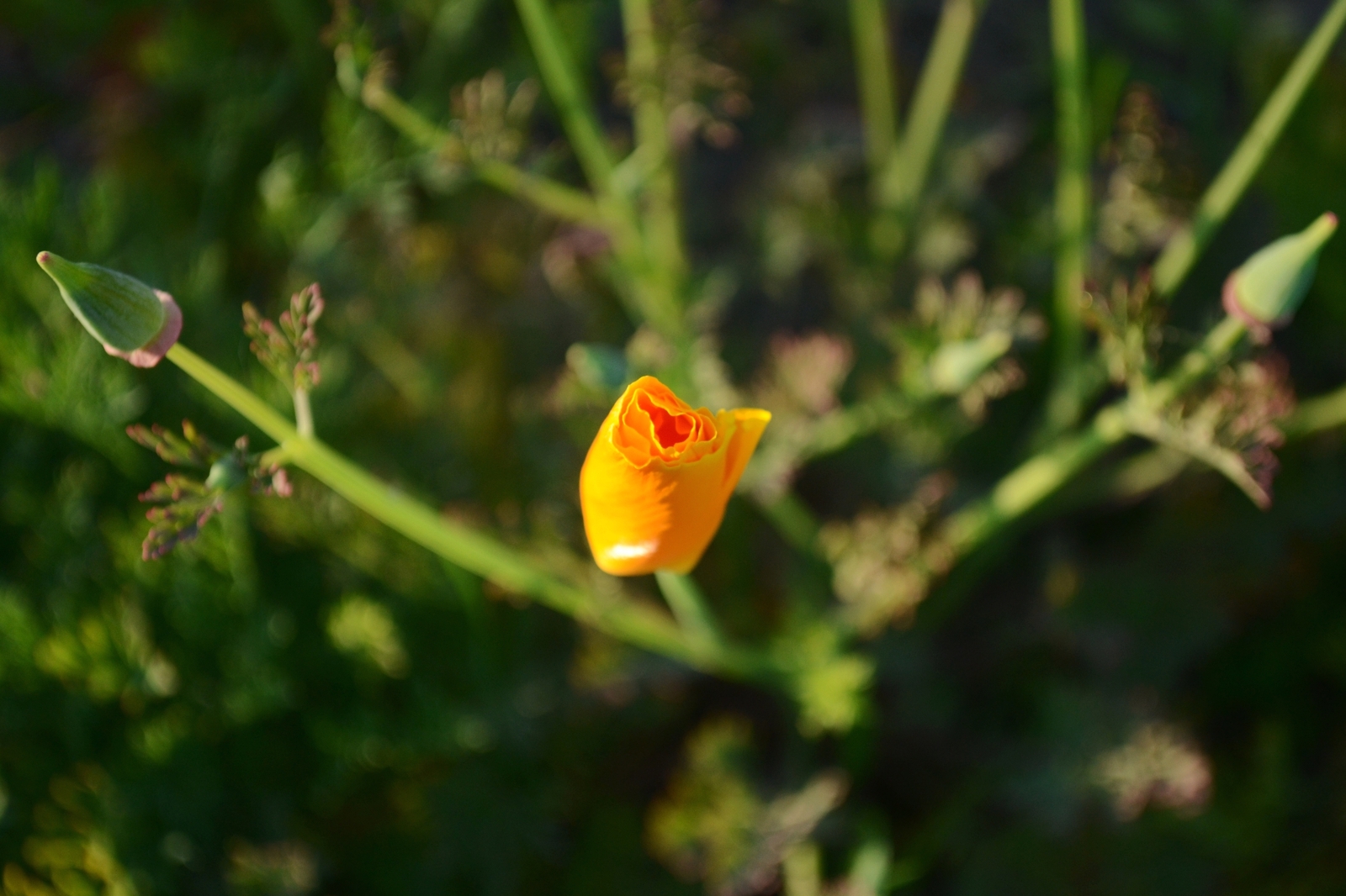 Nature of Belarus - My, The photo, A selection, Nature, Nikon, Nikon d3100, Republic of Belarus, Forest, Flowers, Longpost