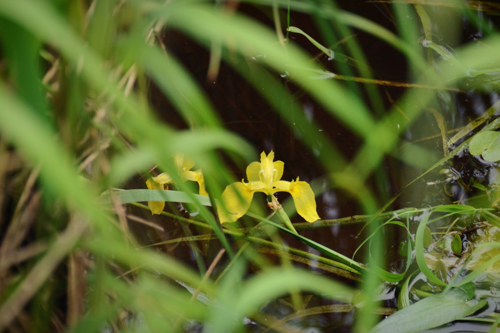 Nature of Belarus - My, The photo, A selection, Nature, Nikon, Nikon d3100, Republic of Belarus, Forest, Flowers, Longpost