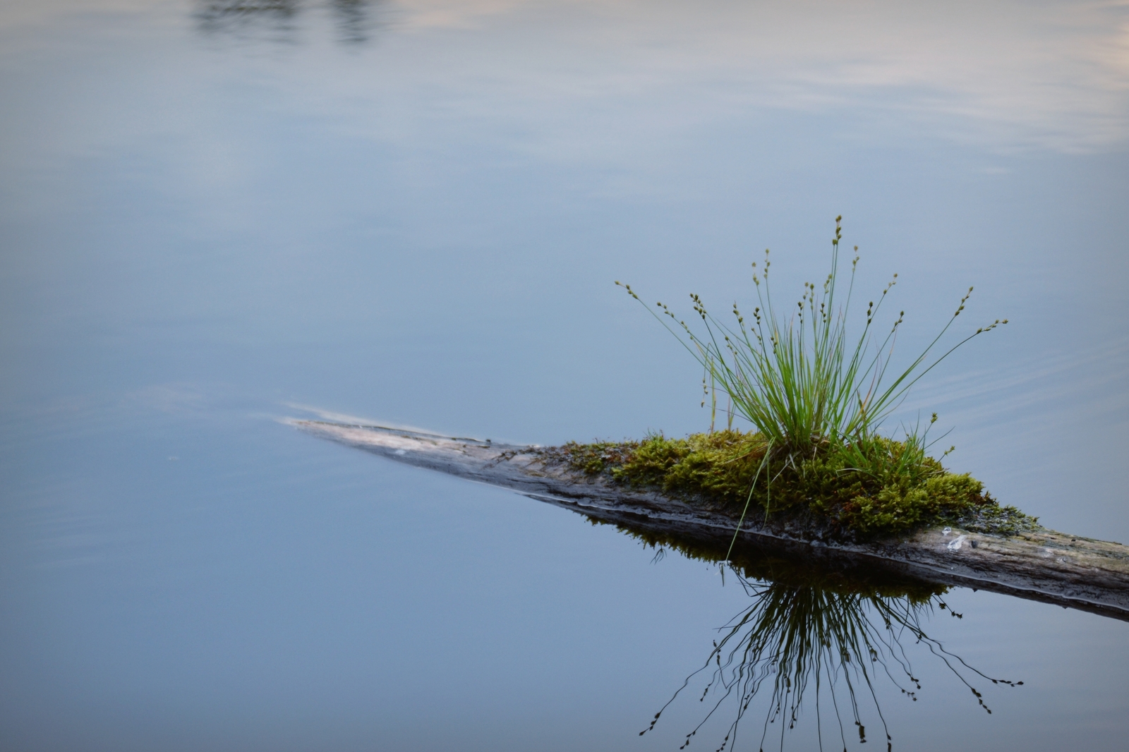 Nature of Belarus - My, The photo, A selection, Nature, Nikon, Nikon d3100, Republic of Belarus, Forest, Flowers, Longpost