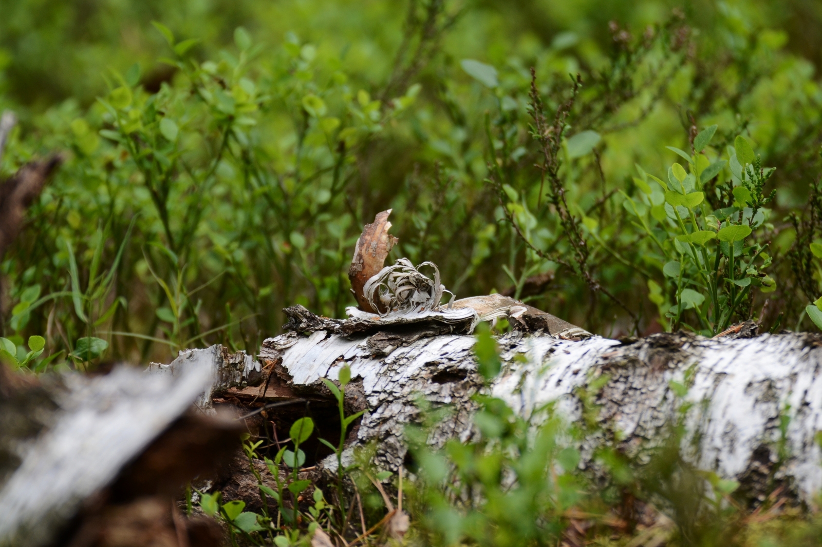 Nature of Belarus - My, The photo, A selection, Nature, Nikon, Nikon d3100, Republic of Belarus, Forest, Flowers, Longpost