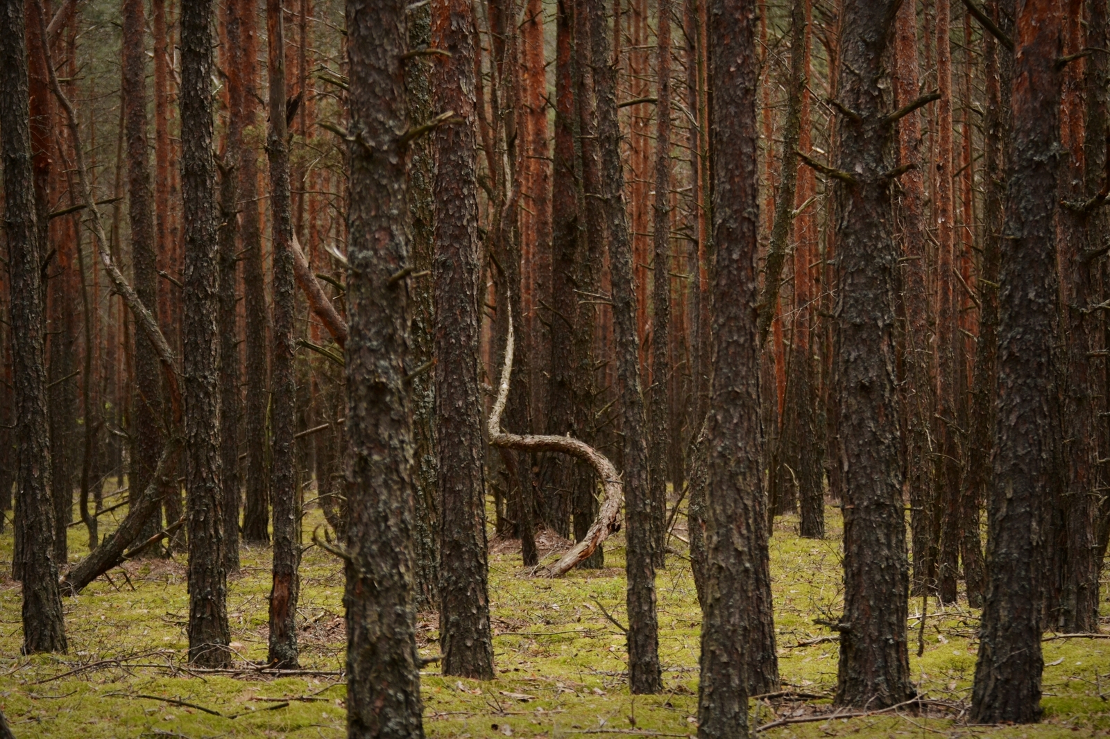 Nature of Belarus - My, The photo, A selection, Nature, Nikon, Nikon d3100, Republic of Belarus, Forest, Flowers, Longpost