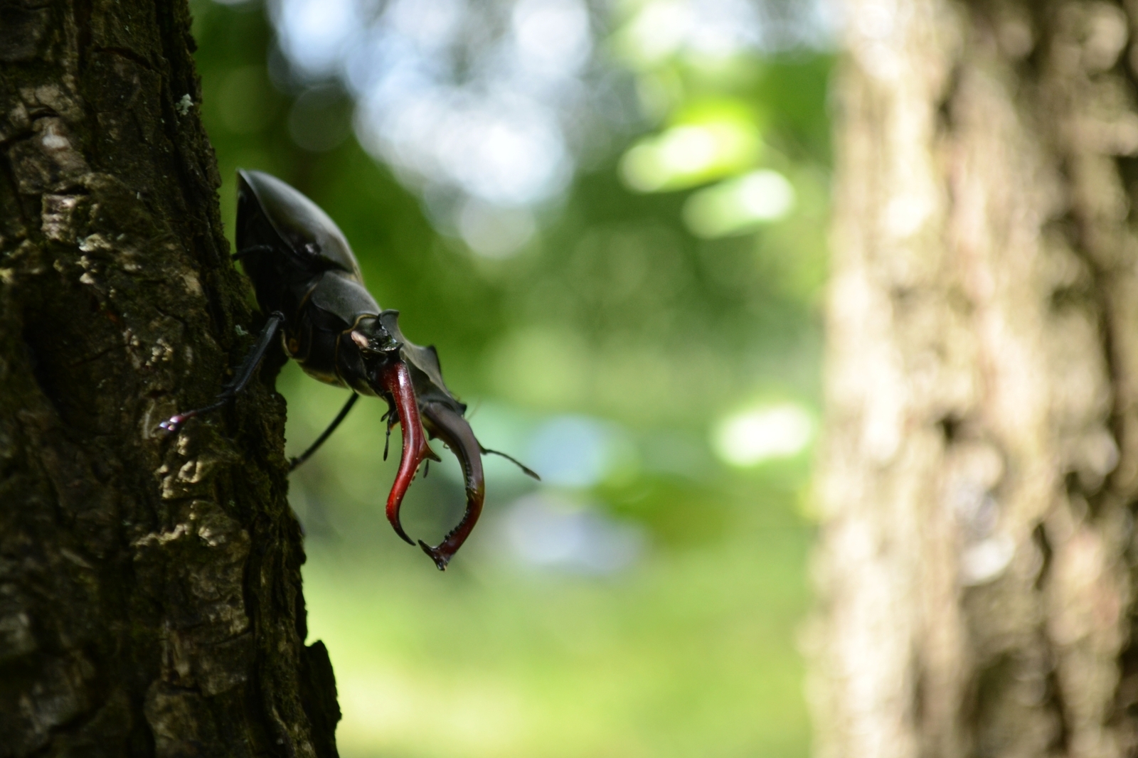 Nature of Belarus - My, The photo, A selection, Nature, Nikon, Nikon d3100, Republic of Belarus, Forest, Flowers, Longpost