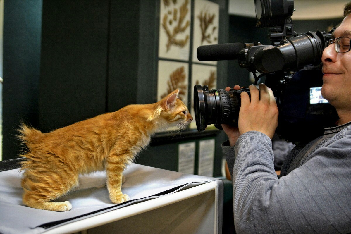 After horned Peekaboo now: - , What's this?, cat