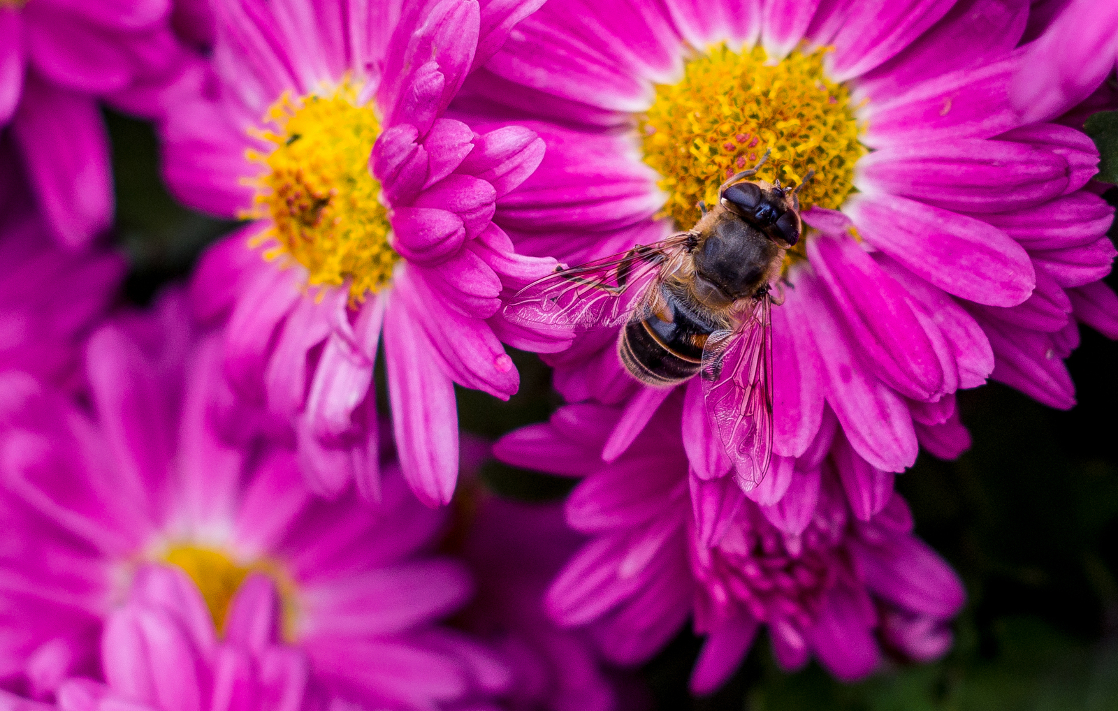 A little macro - My, Macro, Macro photography, The photo, My, Flowers