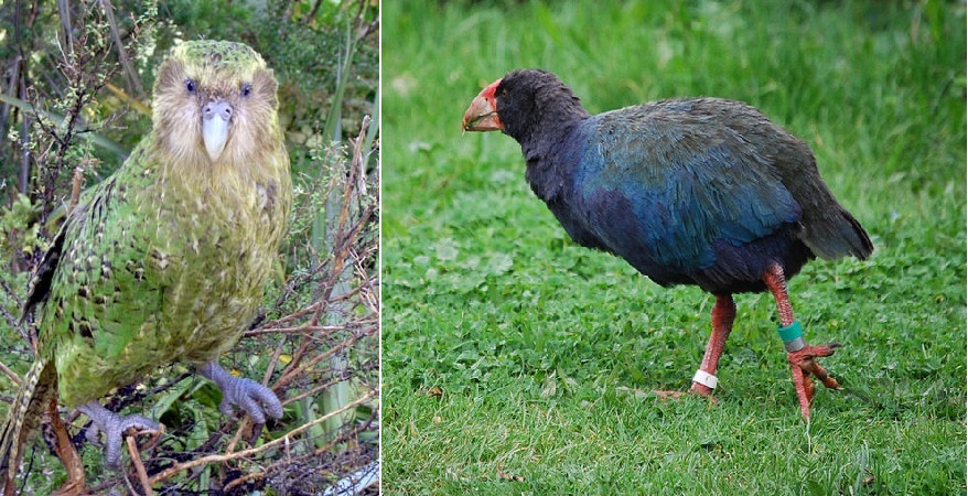 When success causes extinction. - My, Story, Passenger pigeons, Person, Longpost, Takahe