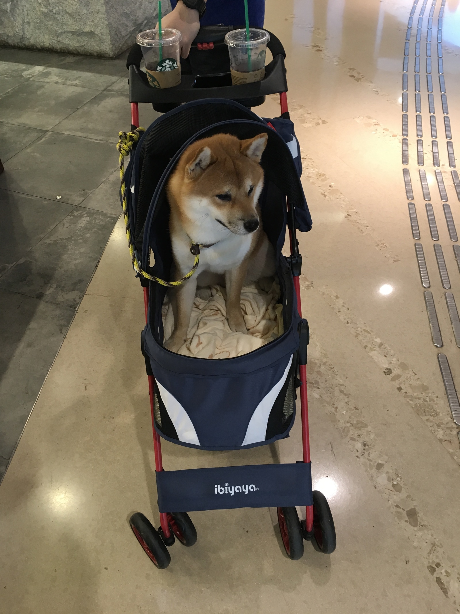 When the wife wanted a child and you wanted a dog - My, Yamma, Lazy, China, Hong Kong, Life hack, Dog, Milota, Asia, Longpost