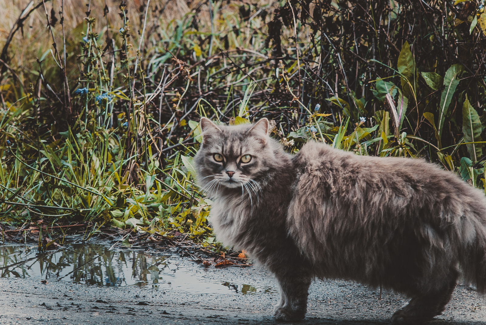 Первый пост, не пинать! Котейка на даче - Моё, Фотограф, Кот, Котопес, Nikon d80, Юпитер-37