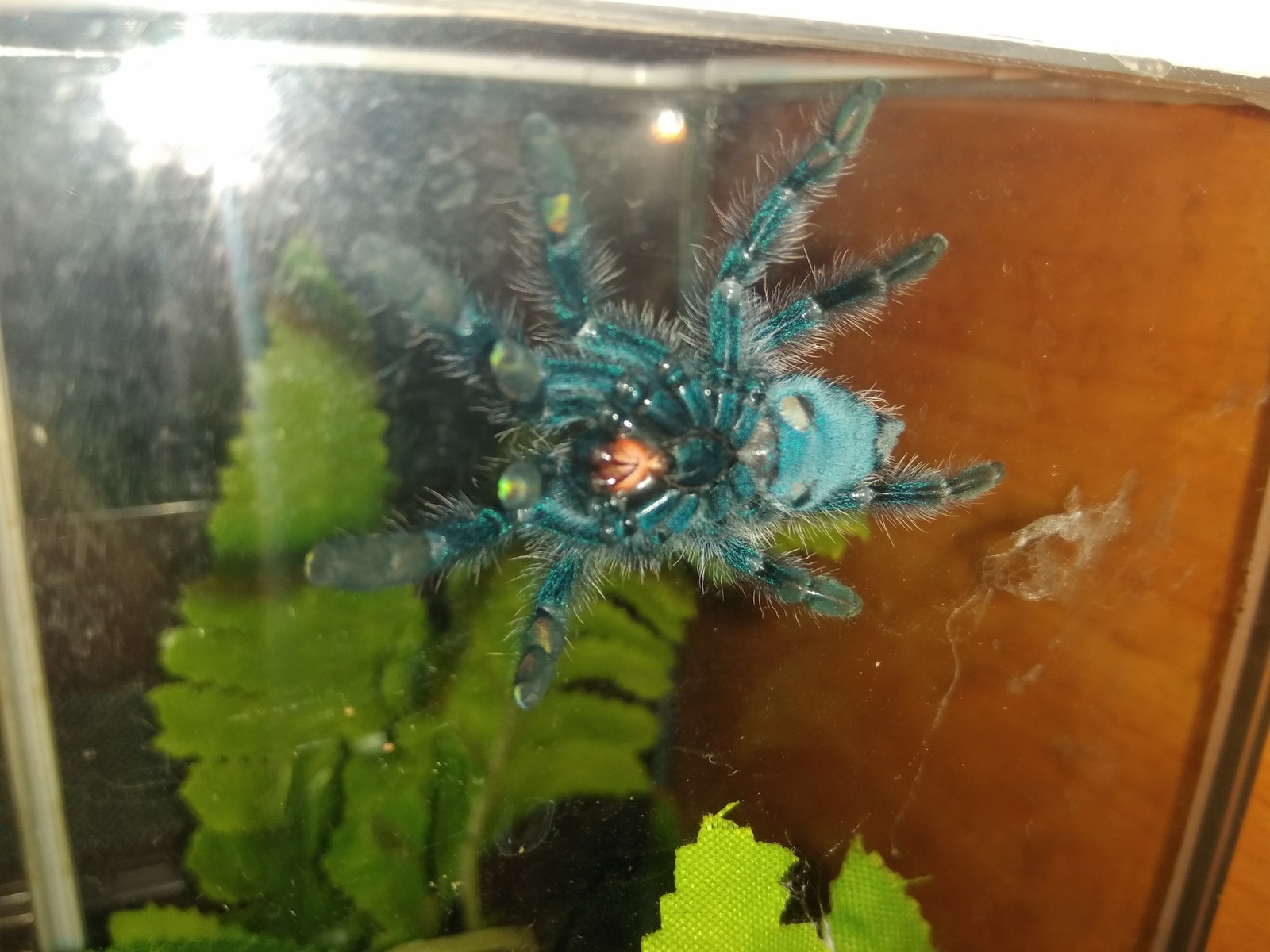 Caribena versicolor moved to L6 - My, Tarantula, Bird spiders, Molting, Longpost