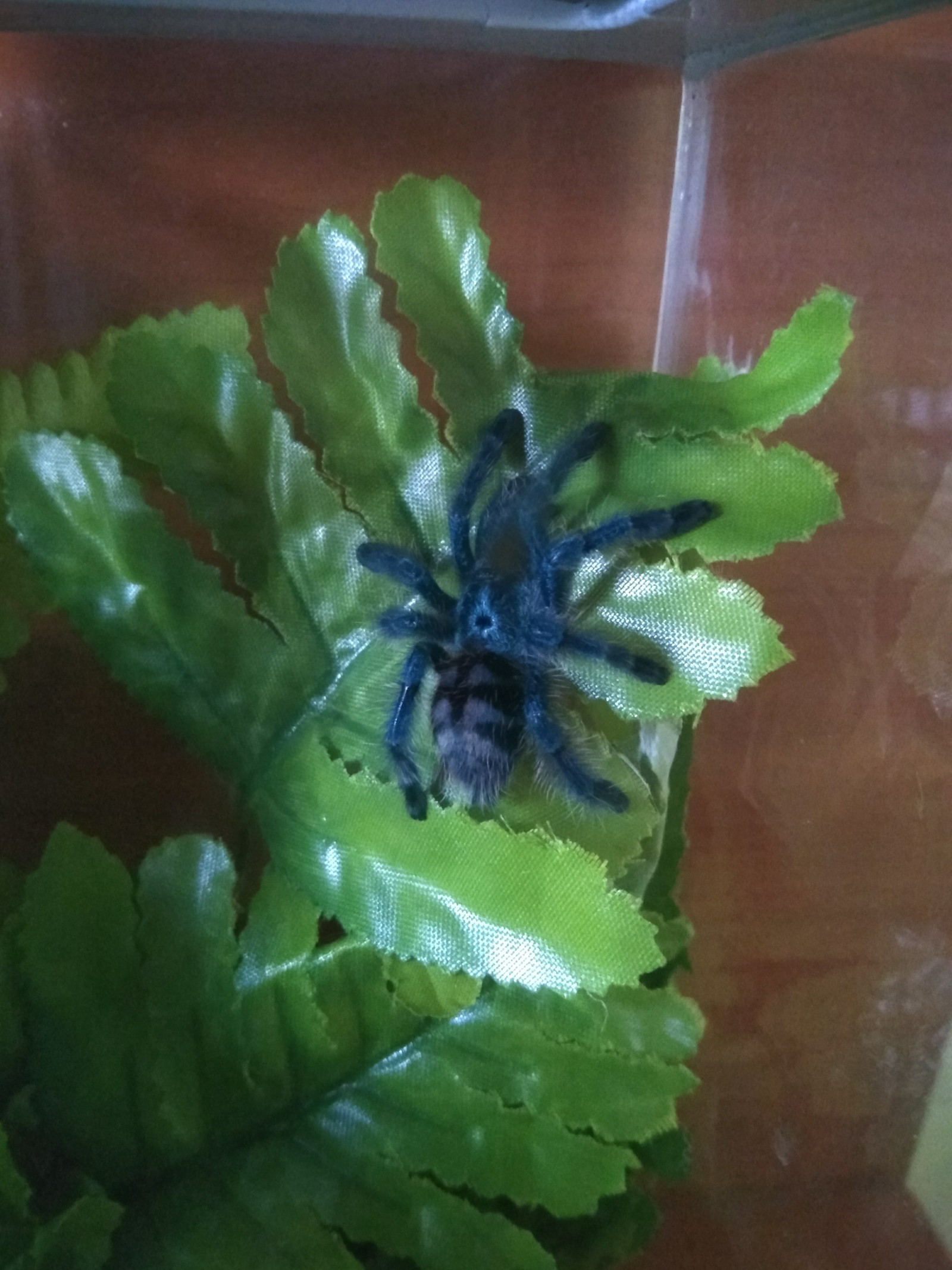 Caribena versicolor moved to L6 - My, Tarantula, Bird spiders, Molting, Longpost