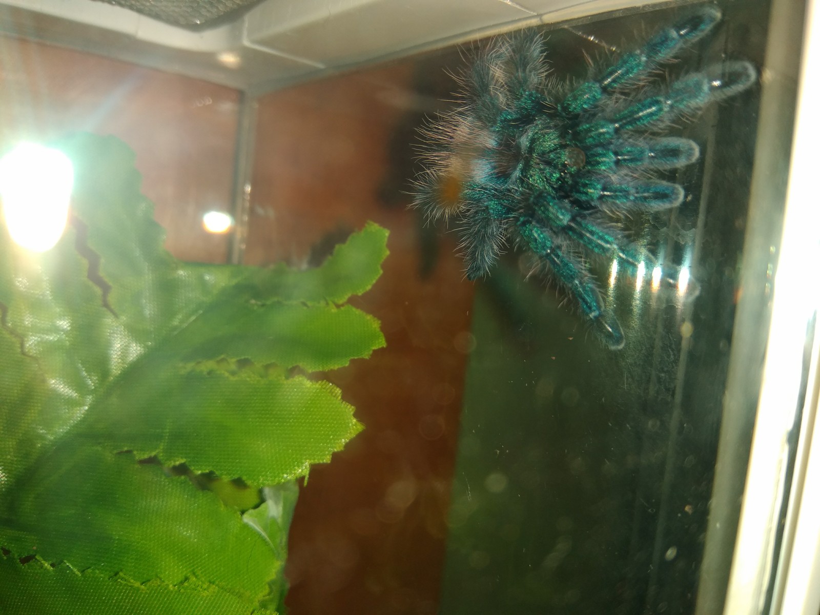 Caribena versicolor moved to L6 - My, Tarantula, Bird spiders, Molting, Longpost