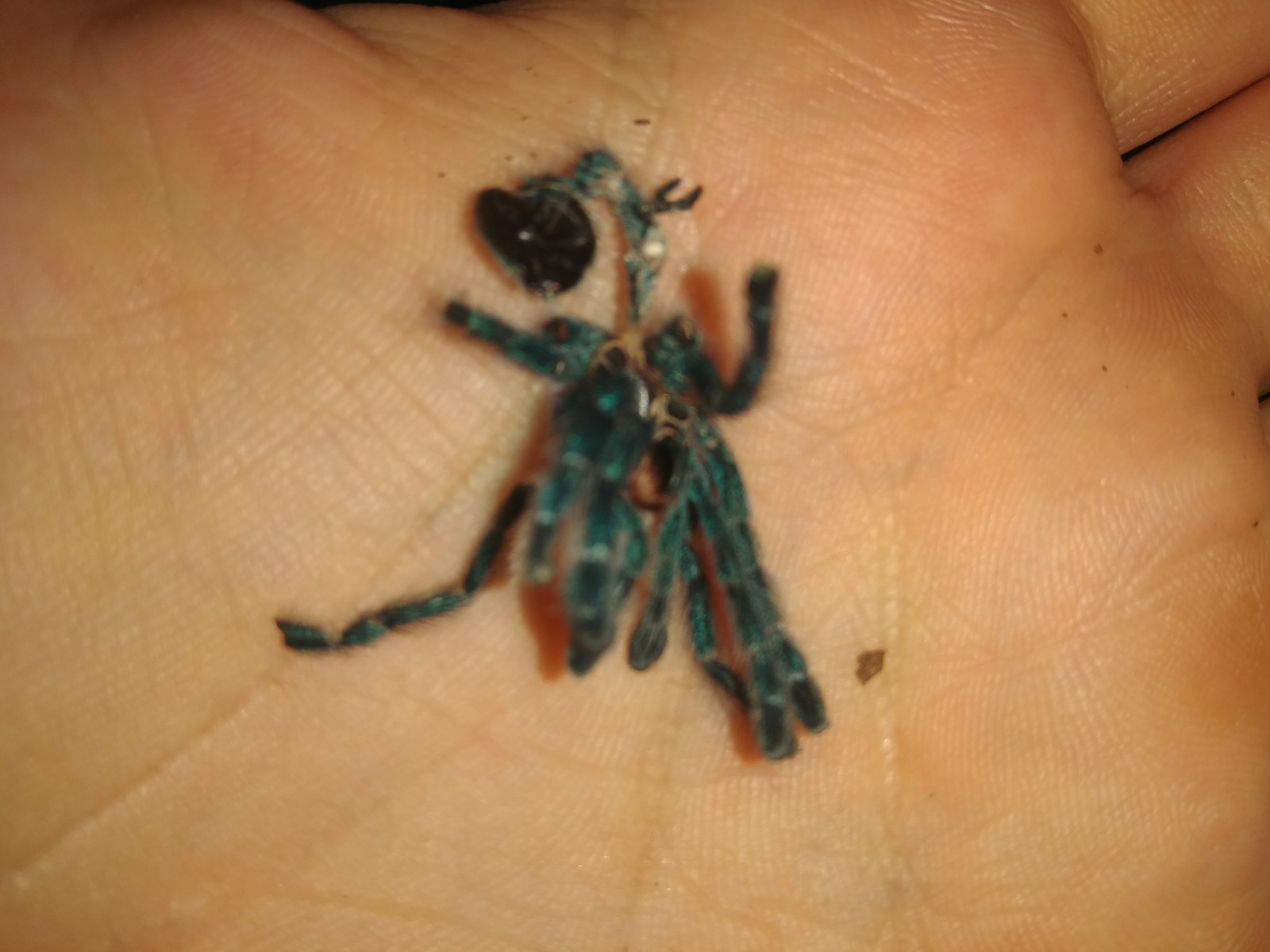 Caribena versicolor moved to L6 - My, Tarantula, Bird spiders, Molting, Longpost