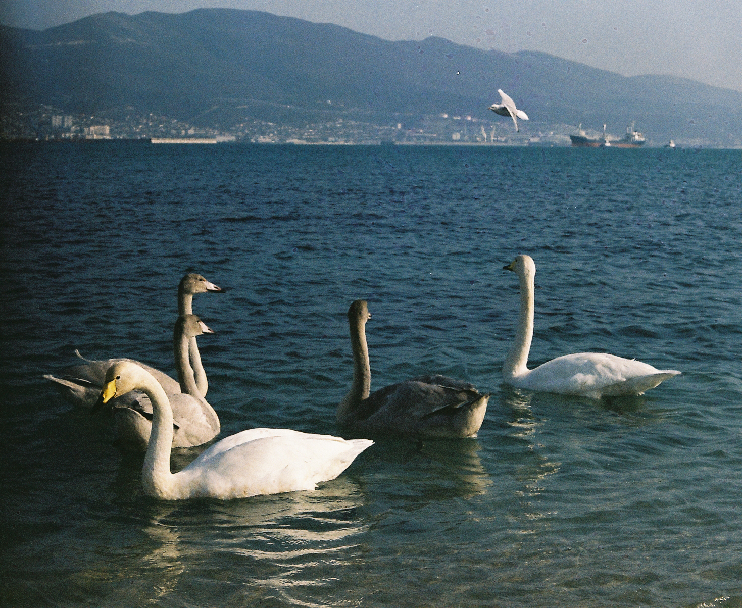 Embankment of Novorossiysk at the Zenith - My, Zenit-e, 35mm, camera roll, The film did not die, Hobby, , Lens, The photo, Longpost