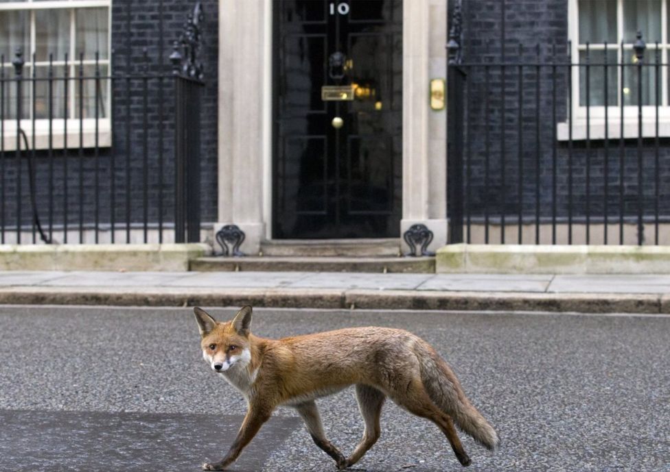 This wild, wild, very wild London. - BBC, Animals, Fox, London, Reportage, Longpost