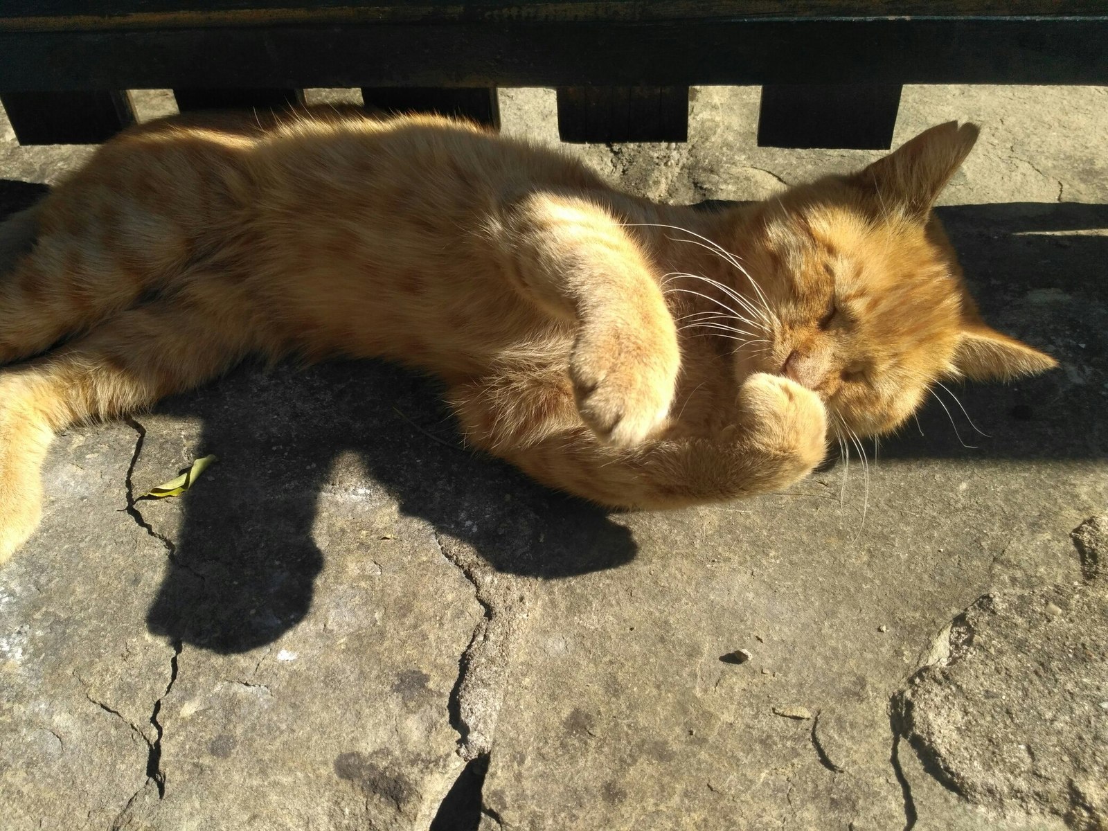 When you are a cat, but a saxophonist at heart - My, cat, Saxophonist