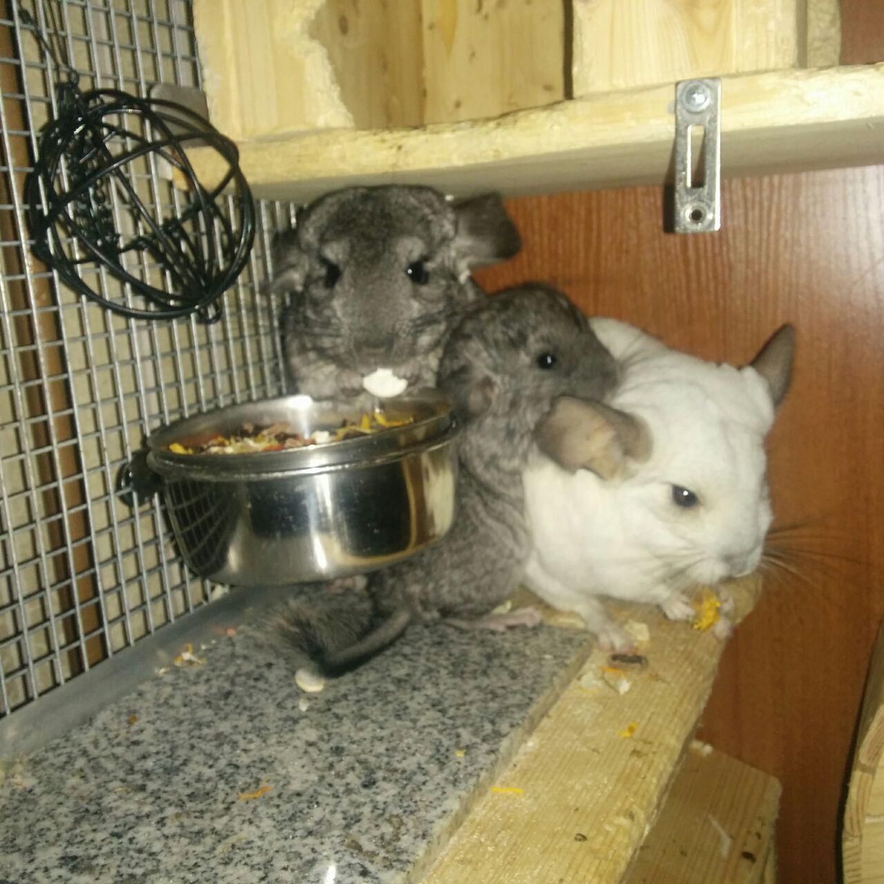 shaggy - My, Chinchilla, Animals, Milota, Longpost