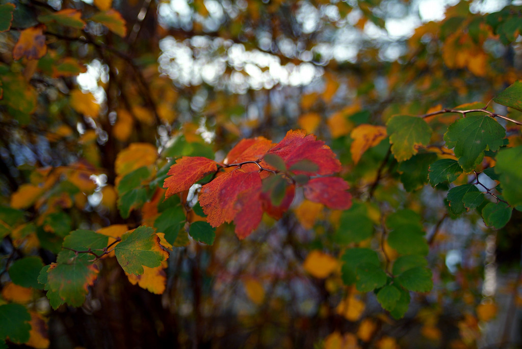 Autumn in Divnomorsk - My, The photo, Autumn, Blackpool, Nature, , Fujifilm, 