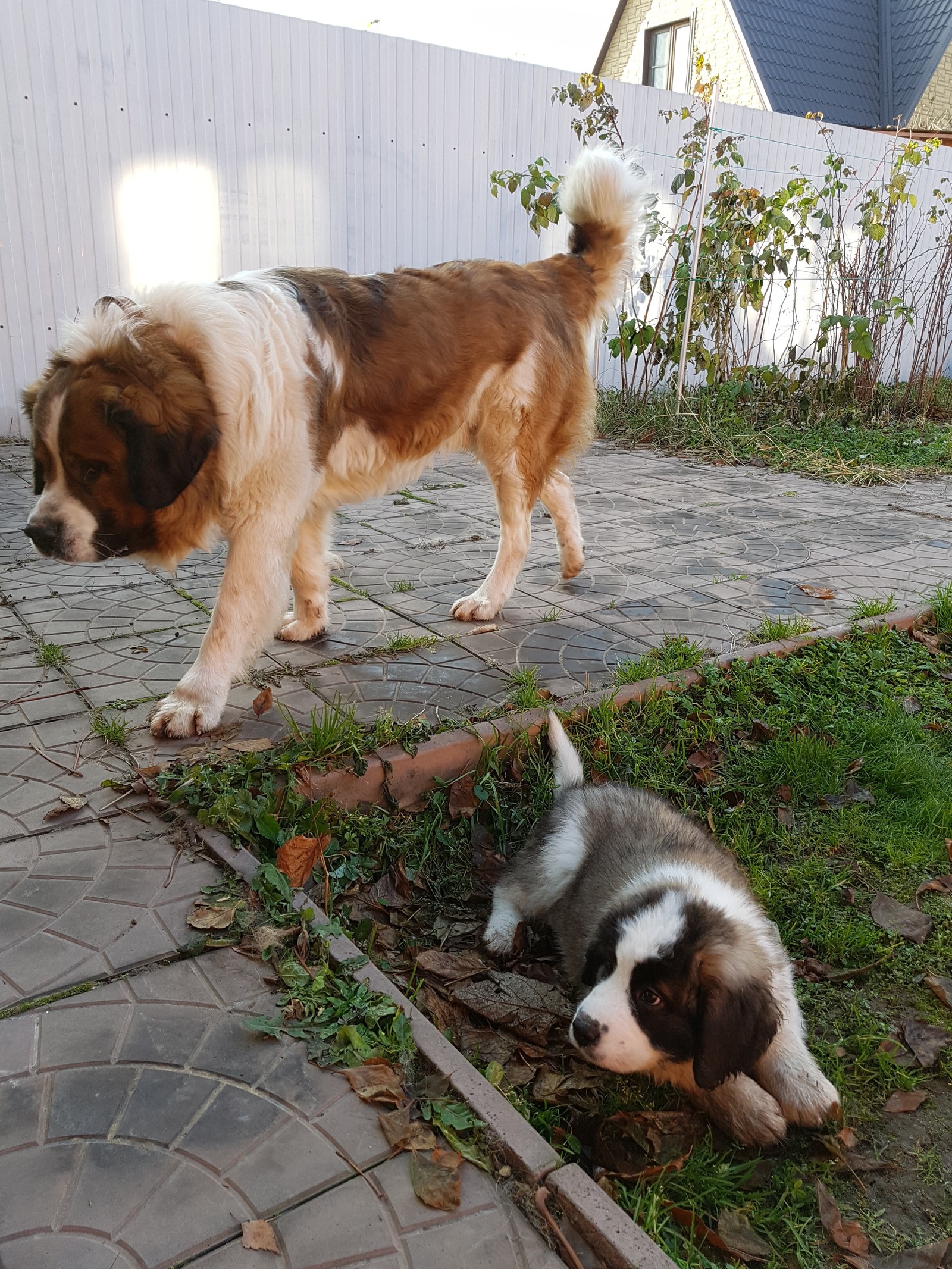 Our regiment arrived) - My, Moskovskaya storozhevaya, Puppies, Longpost, Dog