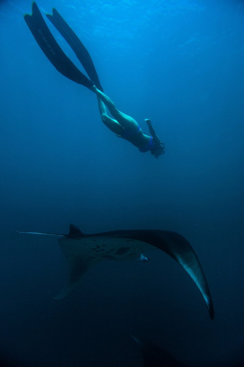 Giant sea devil - Sea Devil, Marine life, Stingray, Longpost, The photo