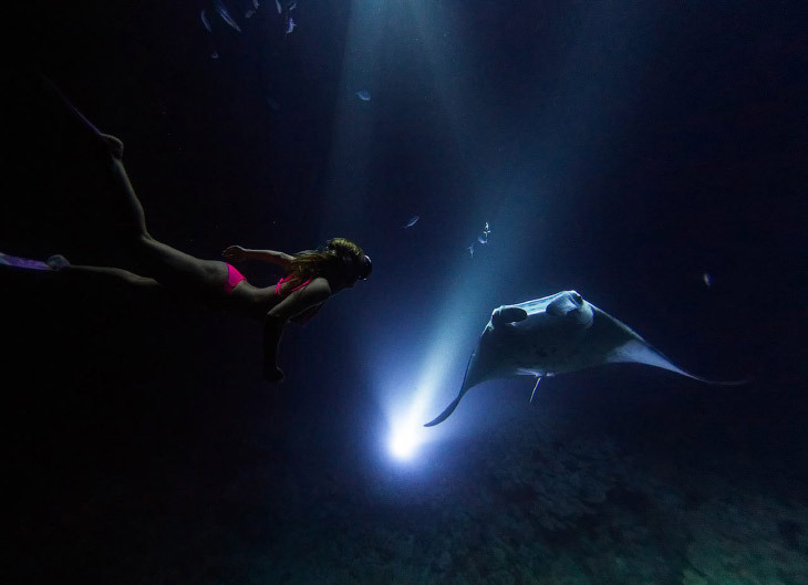 Giant sea devil - Sea Devil, Marine life, Stingray, Longpost, The photo