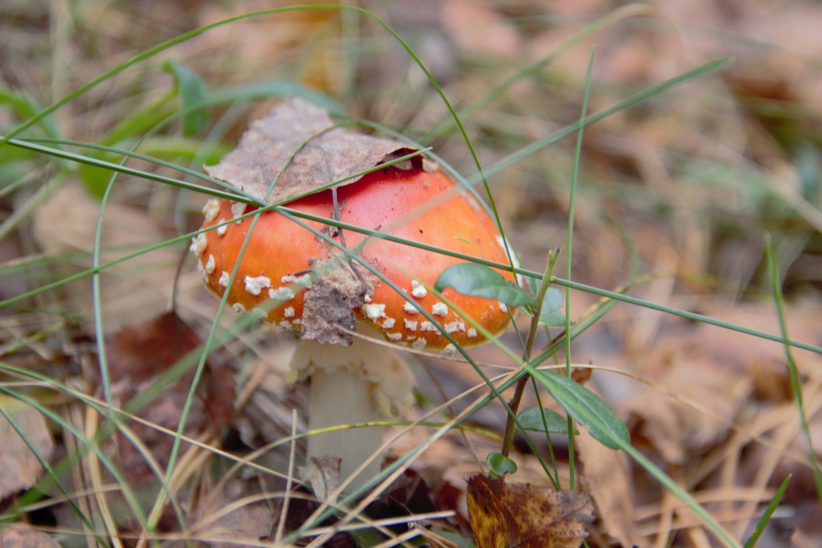 Last mushrooms for this year. - My, beauty of nature, Mushrooms, Forest, Gifts of nature, Autumn