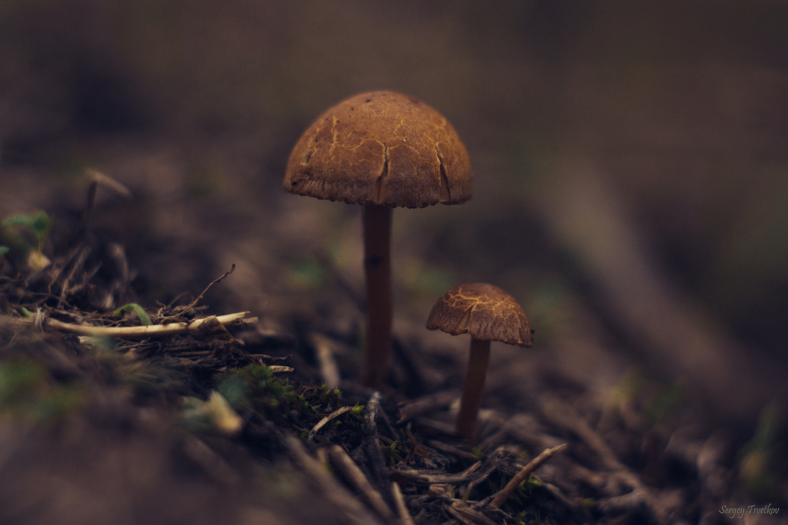 This mushroom looks like fresh bread - My, My, The photo, Nature, Mushrooms