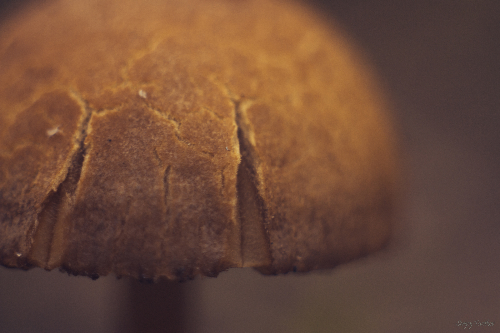 This mushroom looks like fresh bread - My, My, The photo, Nature, Mushrooms