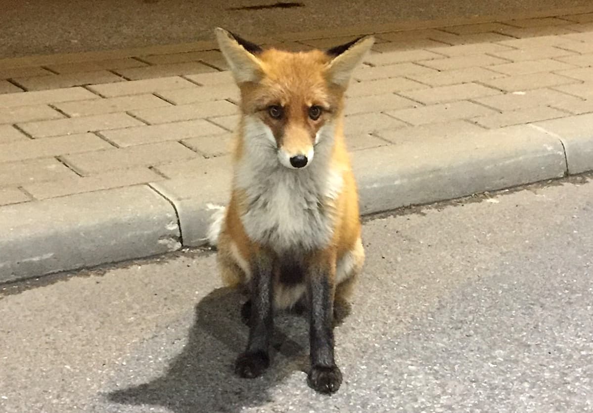 Fox at the border station - Fox, Animals, The photo