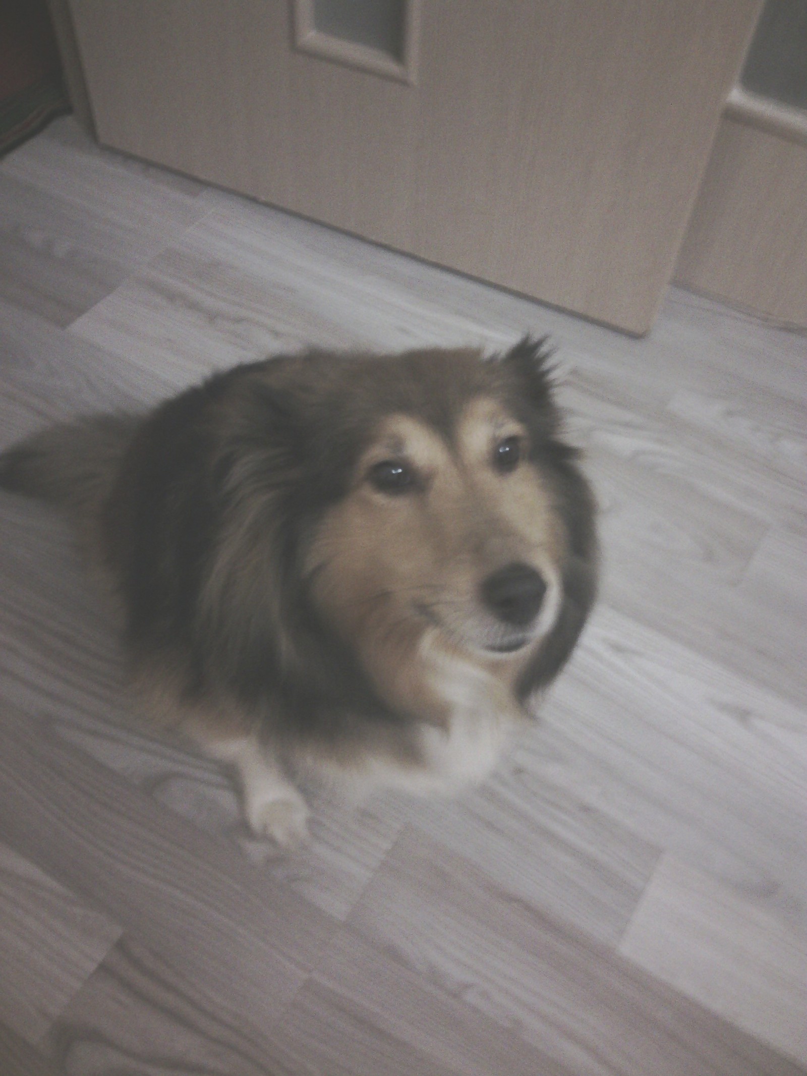 I will dress a dog in Minsk. - My, In good hands, Sheltie, , Tag