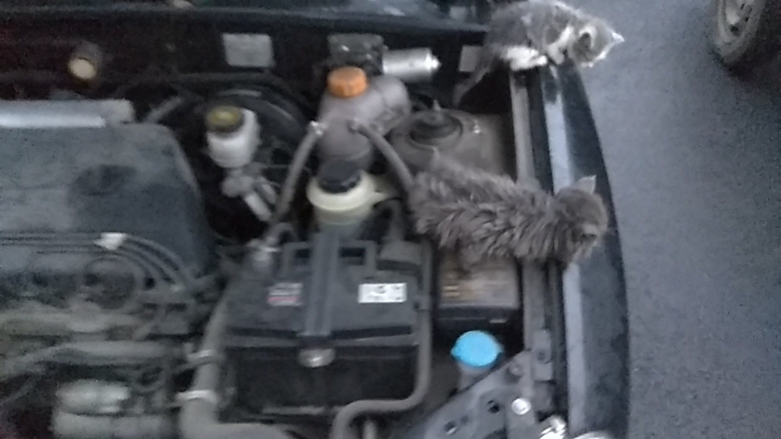 Weird sound from under the hood - My, cat, Auto, Auto repair, Driver