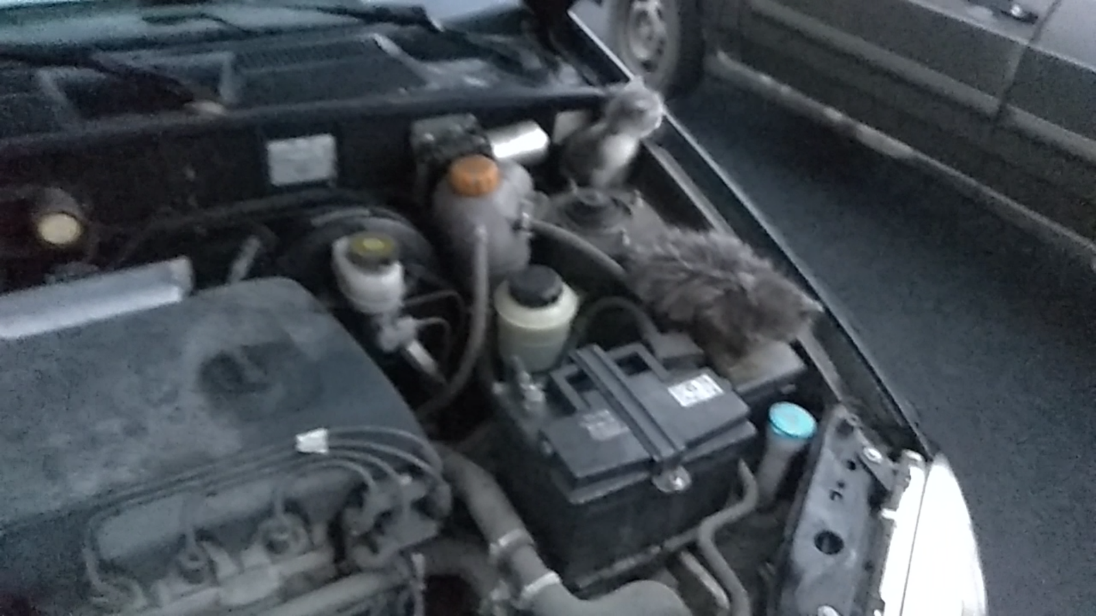 Weird sound from under the hood - My, cat, Auto, Auto repair, Driver