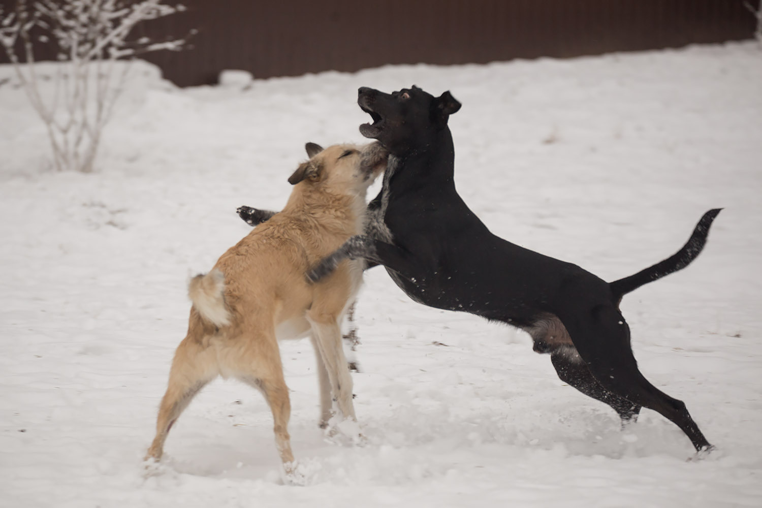 Hurry, there are only three of us left! - My, Dog, Moscow, In good hands, Freebie, Puppies, , Good deeds, Longpost