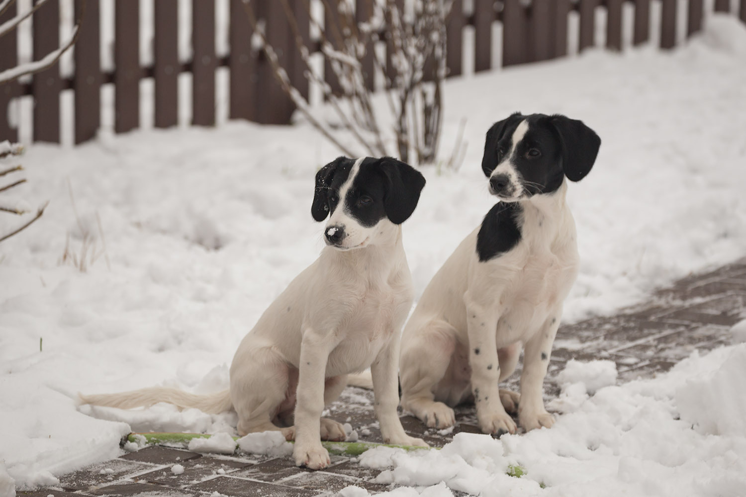 Hurry, there are only three of us left! - My, Dog, Moscow, In good hands, Freebie, Puppies, , Good deeds, Longpost