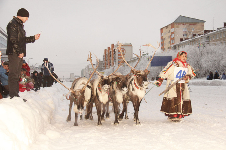 Reindeer teams will rush through the streets of Vorkuta - My, Deer, Competitions, Reindeer, Longpost, Deer