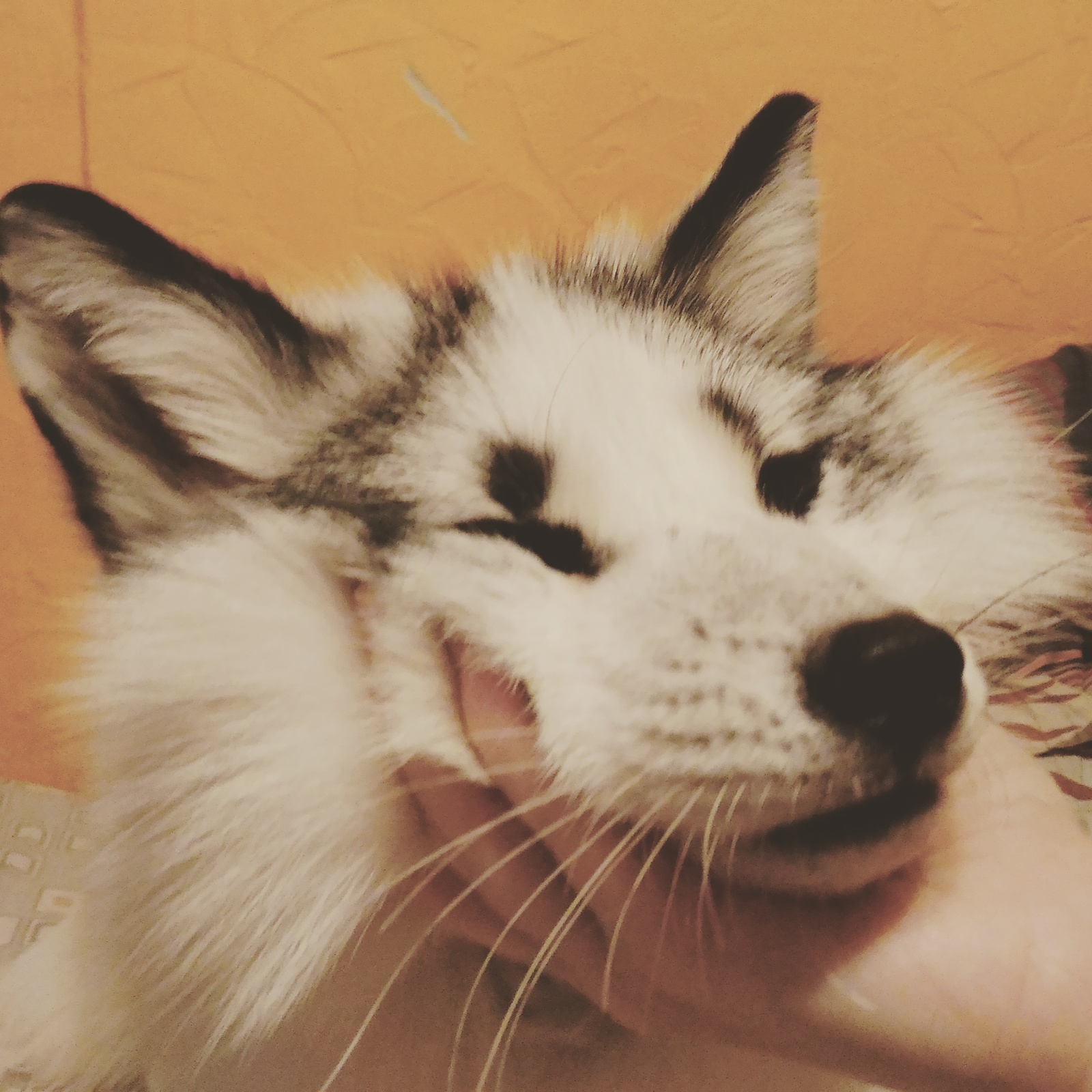 Squealing fox :) - My, Fox, Pets, Domestic fox, marble fox, Fyr, Fluffy, Fox Rock