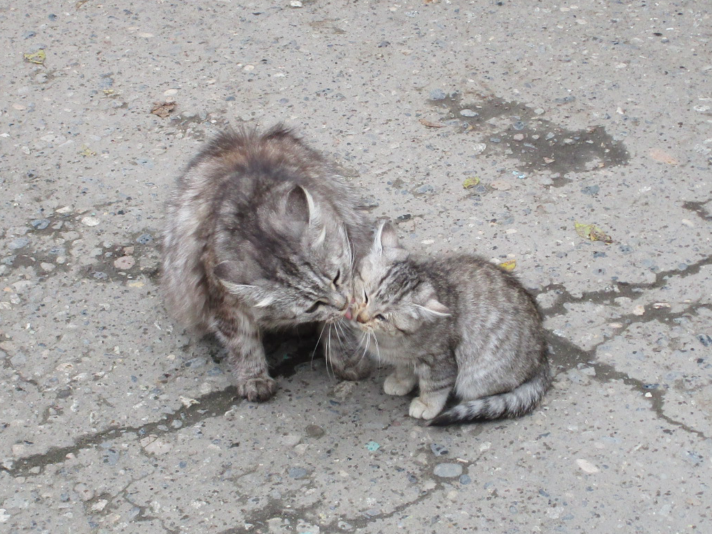 Licks the baby - Milota, cat, The photo, My