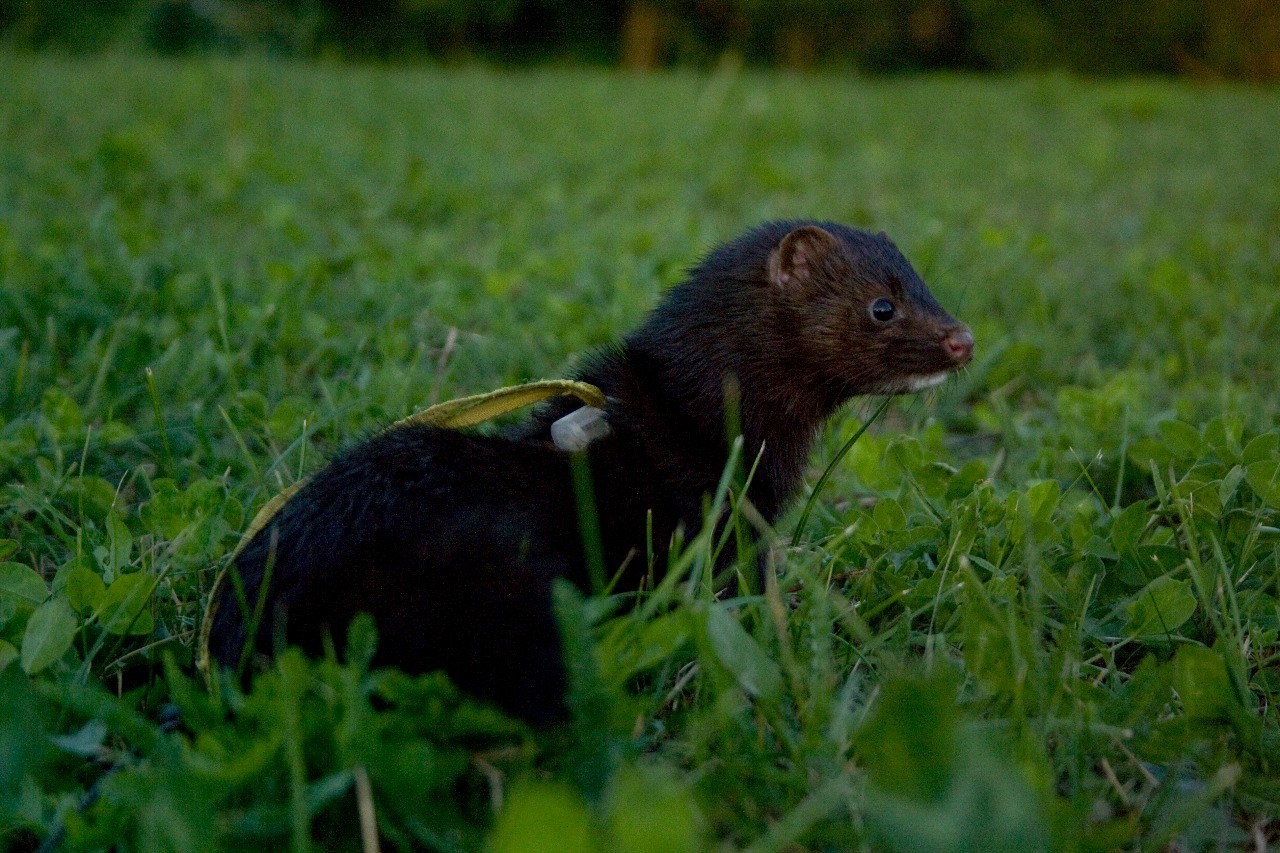 Dumplings - My, Mink in the house, Mink, American mink, Longpost