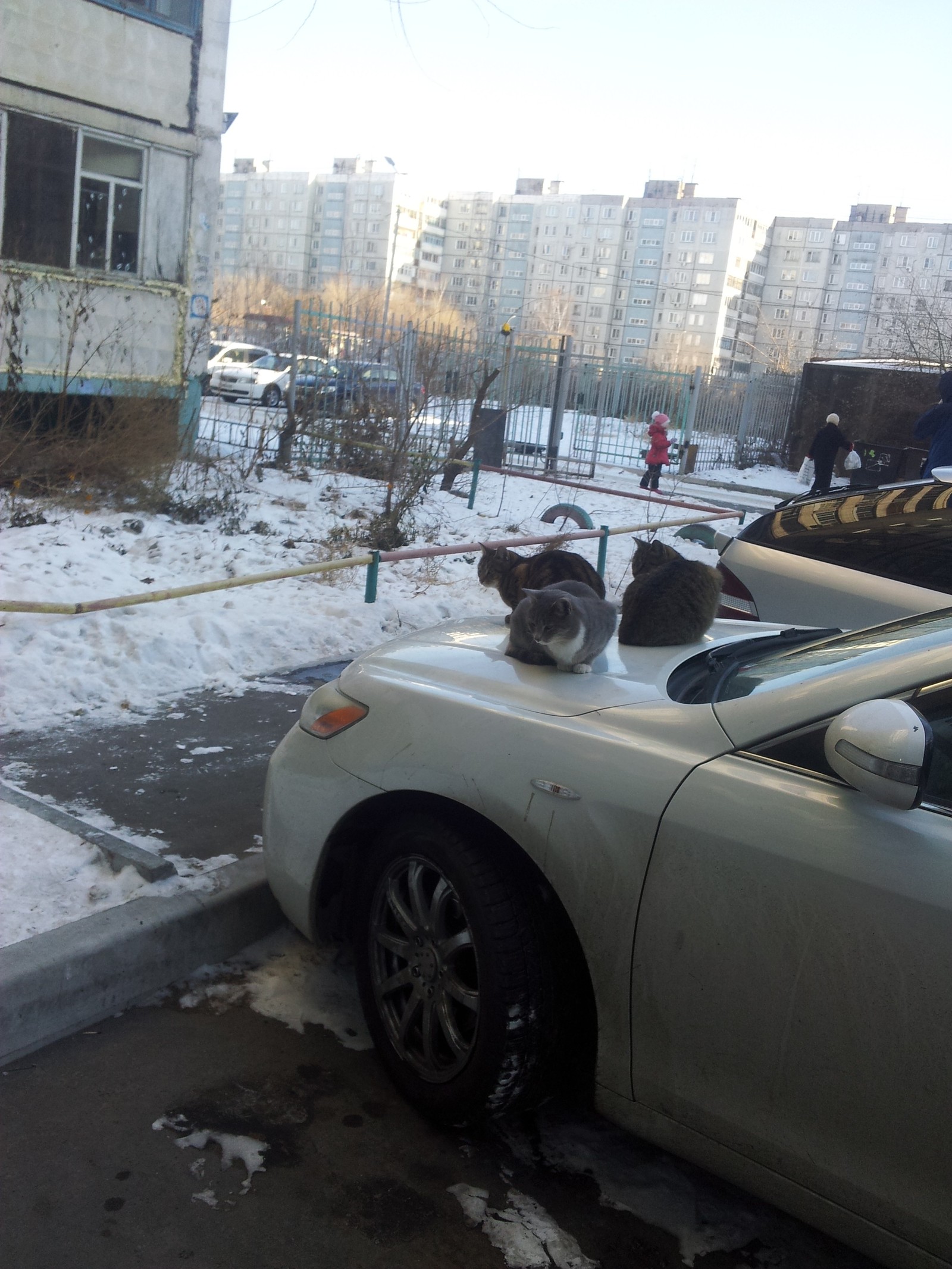 Frozen Passengers - My, cat, The photo, Winter, Cold, Car, No words