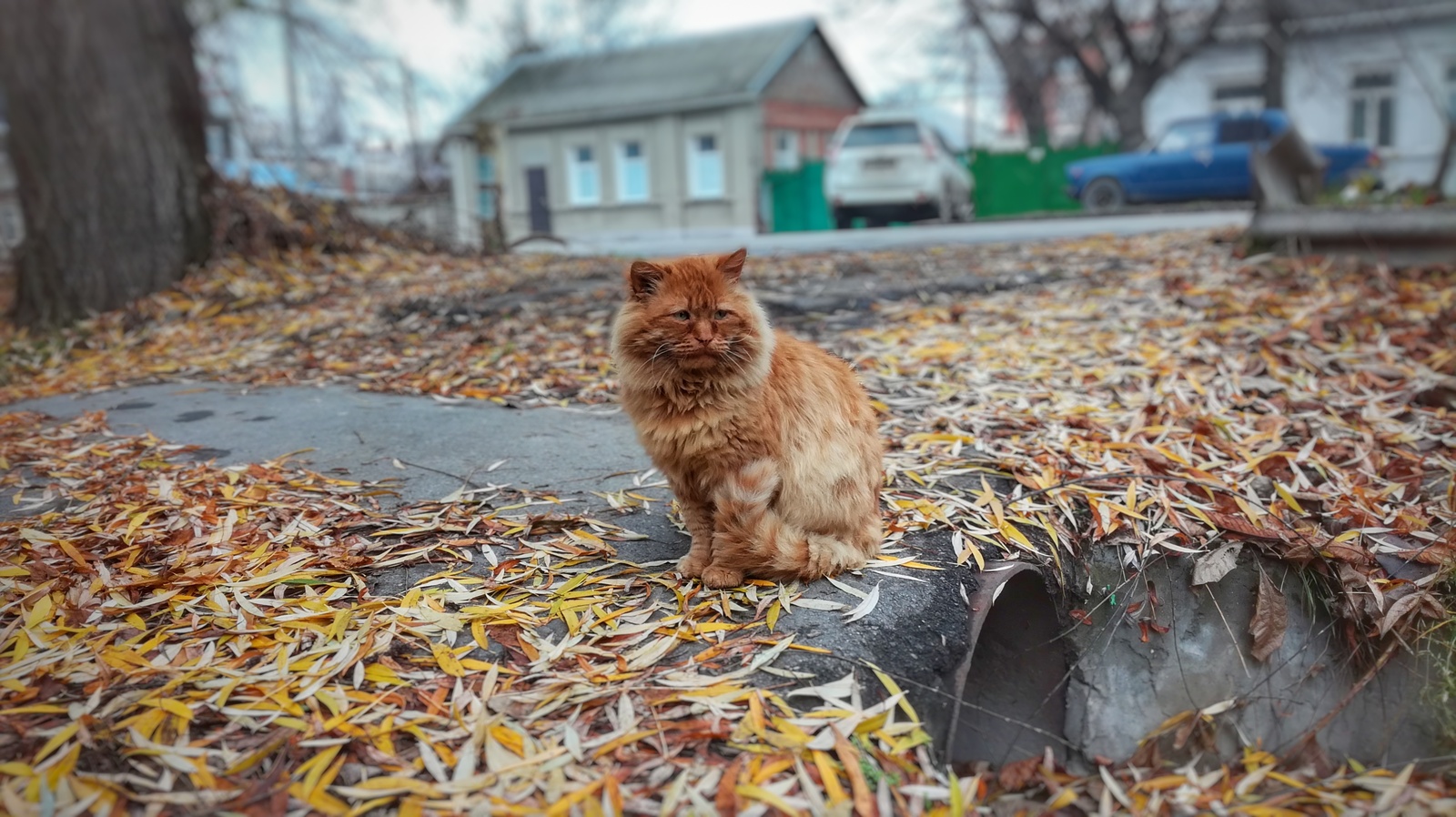 I met such a sad cat. Almost a lion - My, Autumn, a lion, cat, Sadness