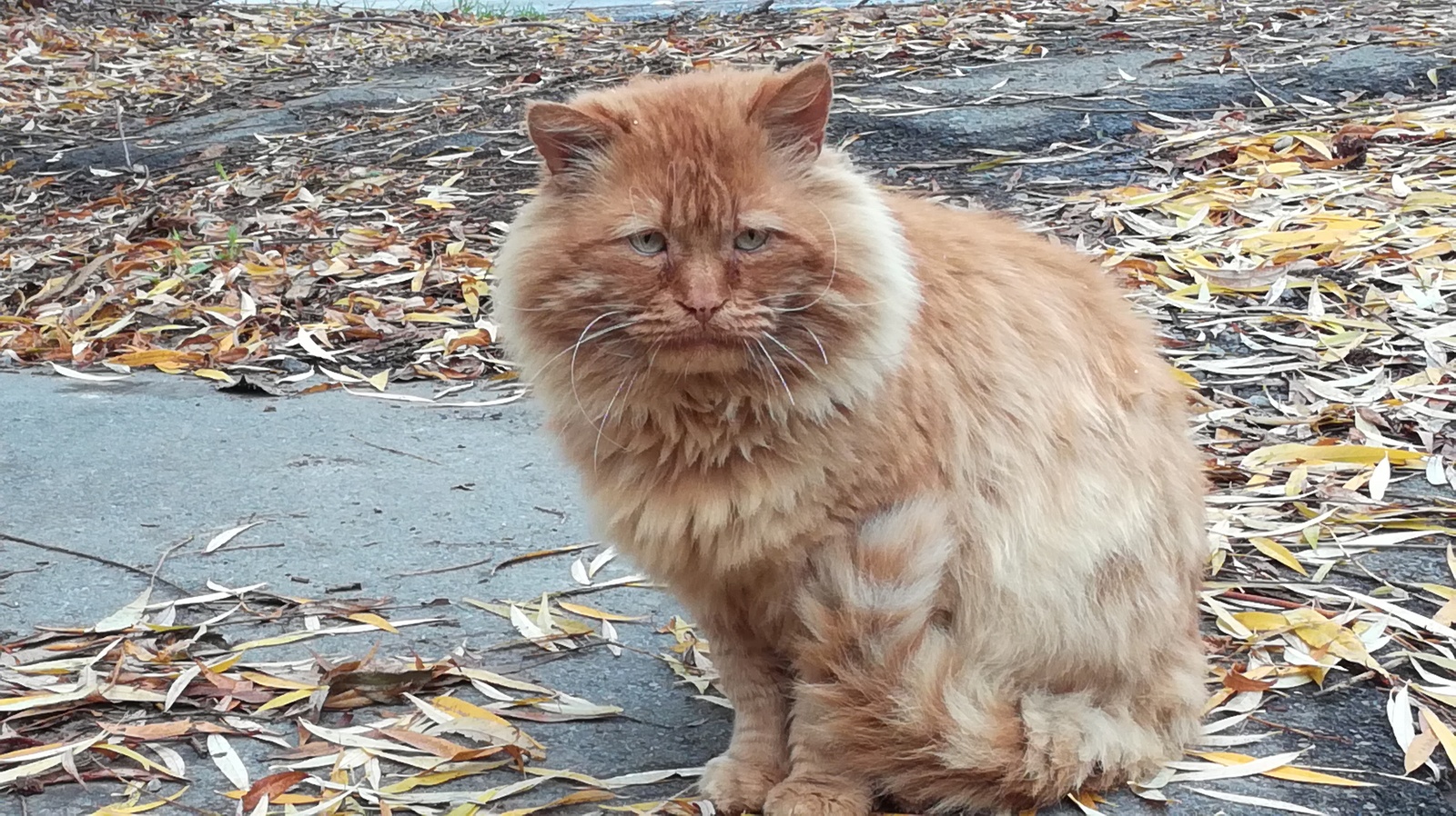 I met such a sad cat. Almost a lion - My, Autumn, a lion, cat, Sadness