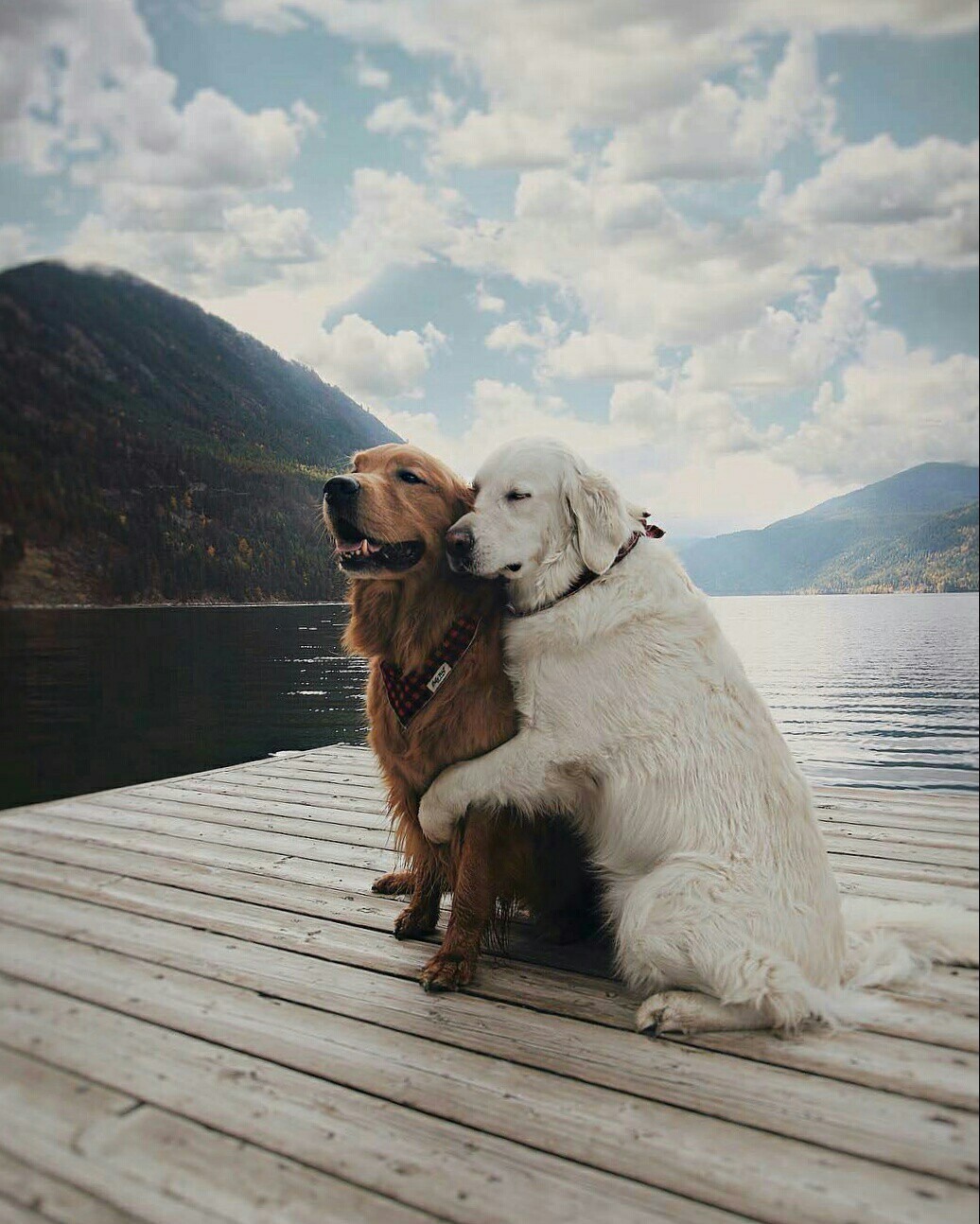 Beauty and tranquility - Lake, The mountains, Sky, Dog, The photo, beauty