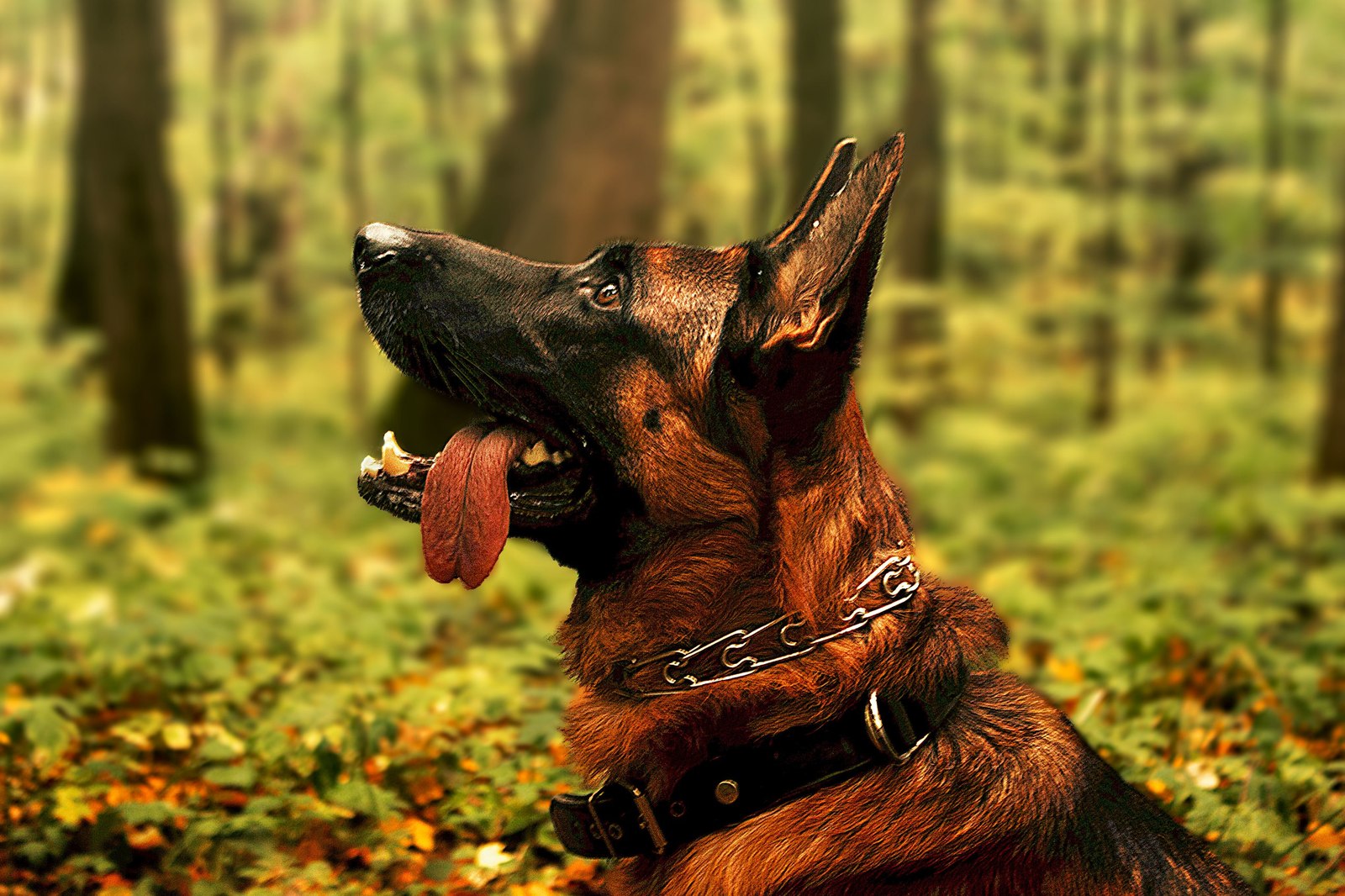 Gilmore - dog superhero from Nizhny Novgorod - My, Dog, German Shepherd, Video