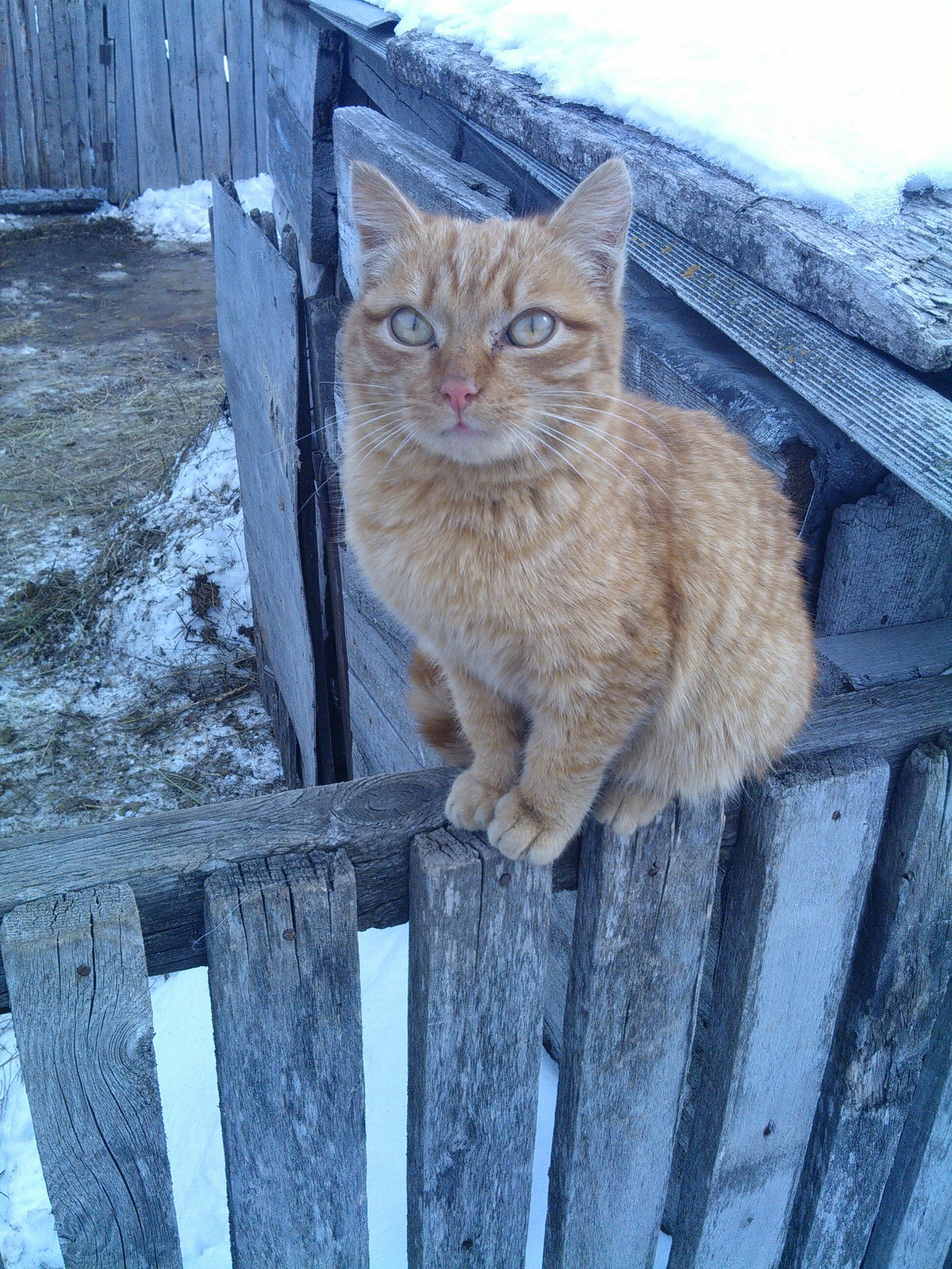 Ryzhik - My, cat, , Redheads, Story, Longpost