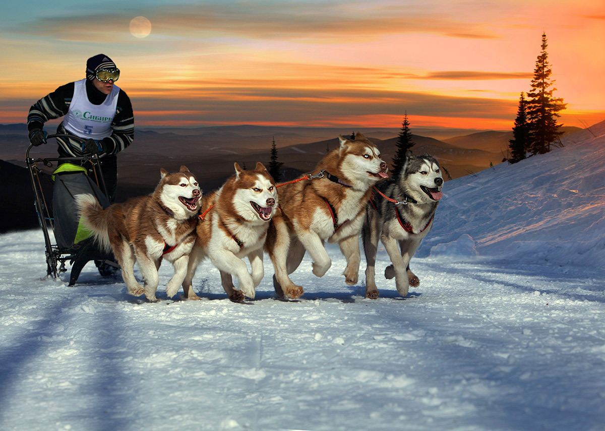 Make it to sunset - Husky, Dog, Sheregesh, Not mine