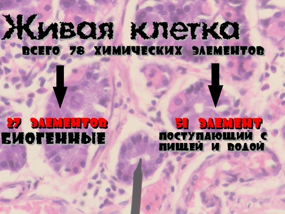 Элементарный состав клетки. - Моё, Химическая клетка, Макроэлементы, Микроэлементы, Биология, Биоэлементы, Органогены, Мегаэлементы, Человек, Длиннопост