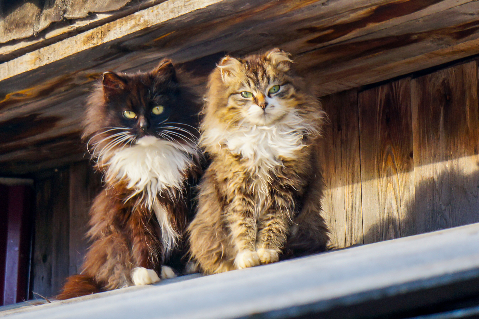 Secluded place. - My, cat, Winter, settlers, Longpost