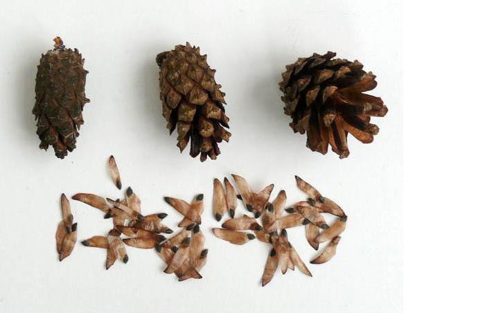 Seeds of varietal pines. - My, Pine, Cones, Garden Center, , Longpost