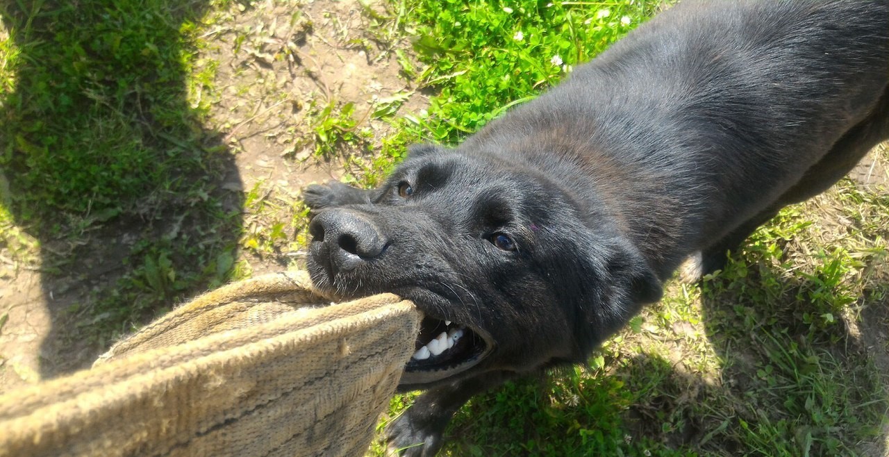 Assistant - My, Perm Territory, Dog, Friend of human