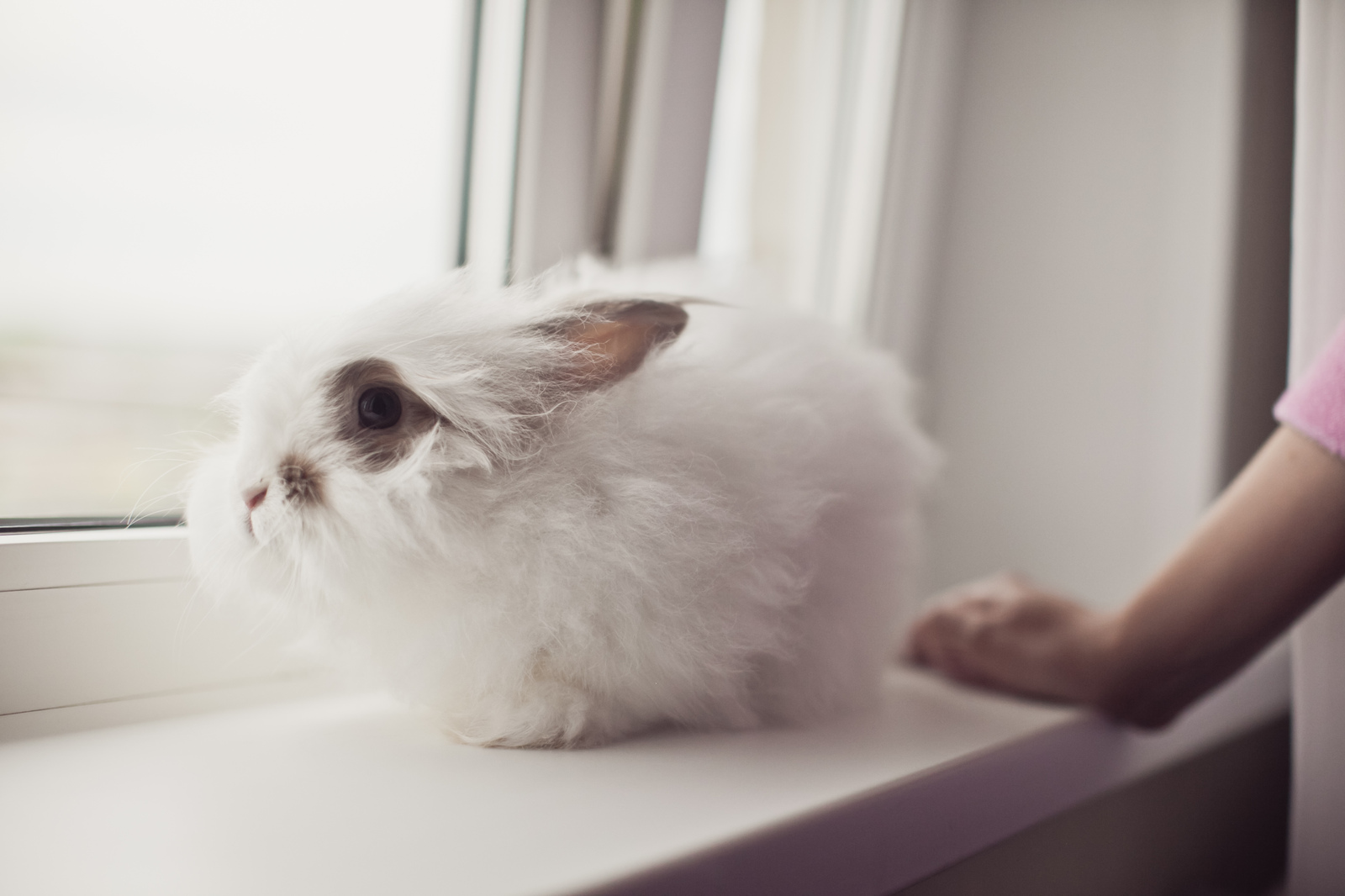 Yashkin's help. - My, Pet, Rabbit, Friend, Longpost, Pets