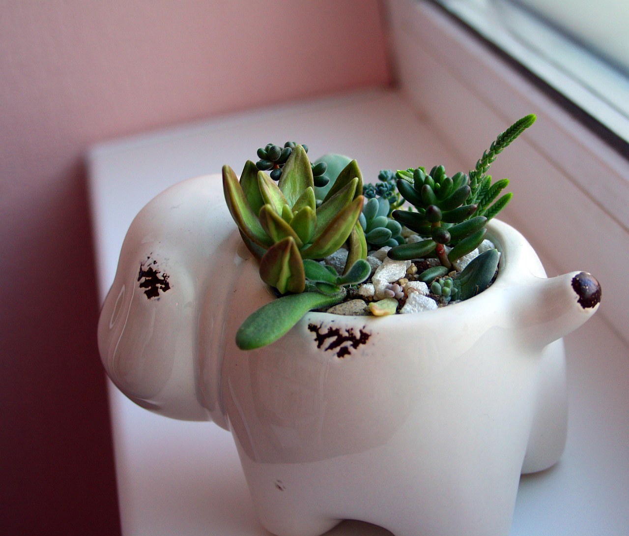 My neighbors, but not Totoro) - My, Succulents, Cactus, Lithops, Houseplants, Amazing, Botany, Longpost